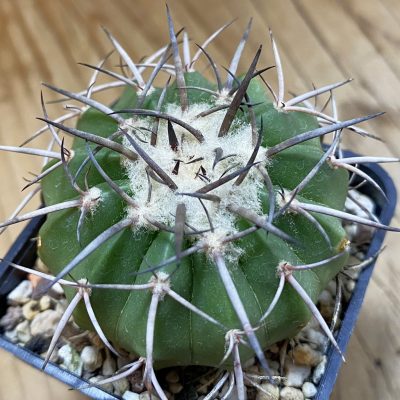 DP37439 Discocactus aff. alteolens MH 587, own roots