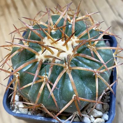 DP37440 Discocactus cangaensis MH 886, own roots