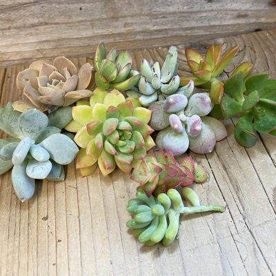 SH37442 Succulents mix, cuted