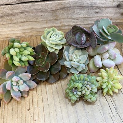 SH37443 Succulents mix, cuted