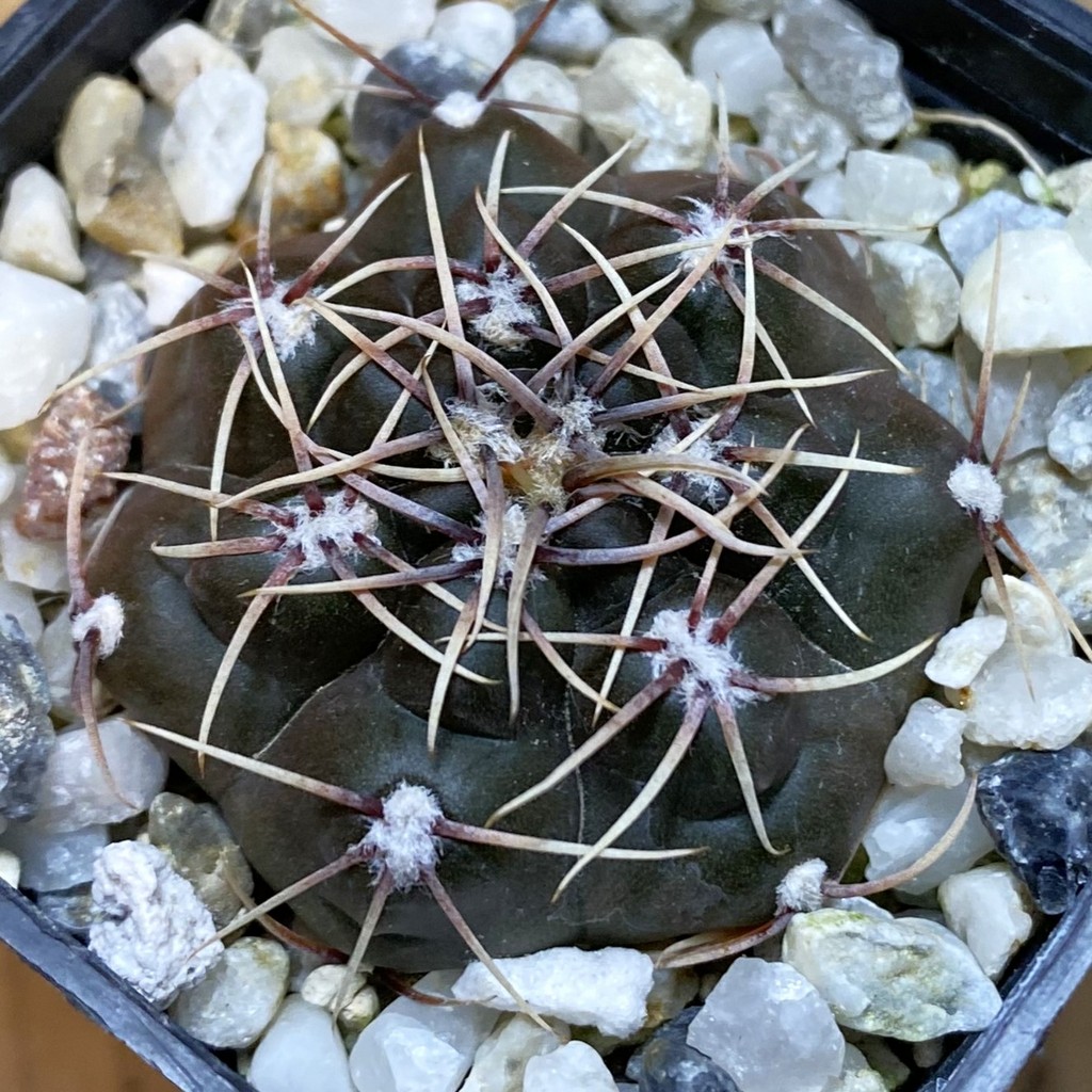 DP37340 Gymnocalycium taningaense VG 1260