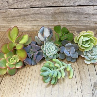 SH37444 Succulents mix, cuted