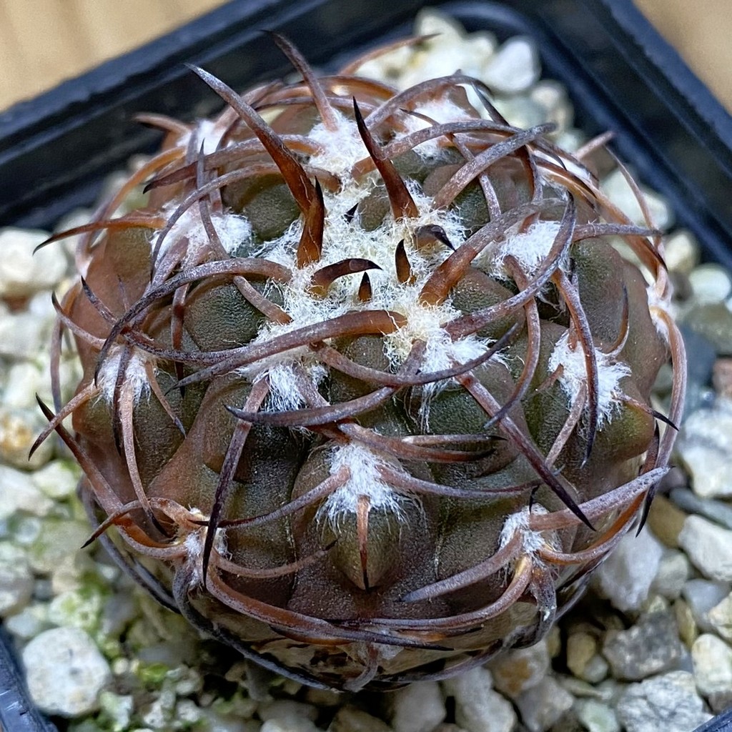 DP37351 Gymnocalycium spegazzinii v. punillense