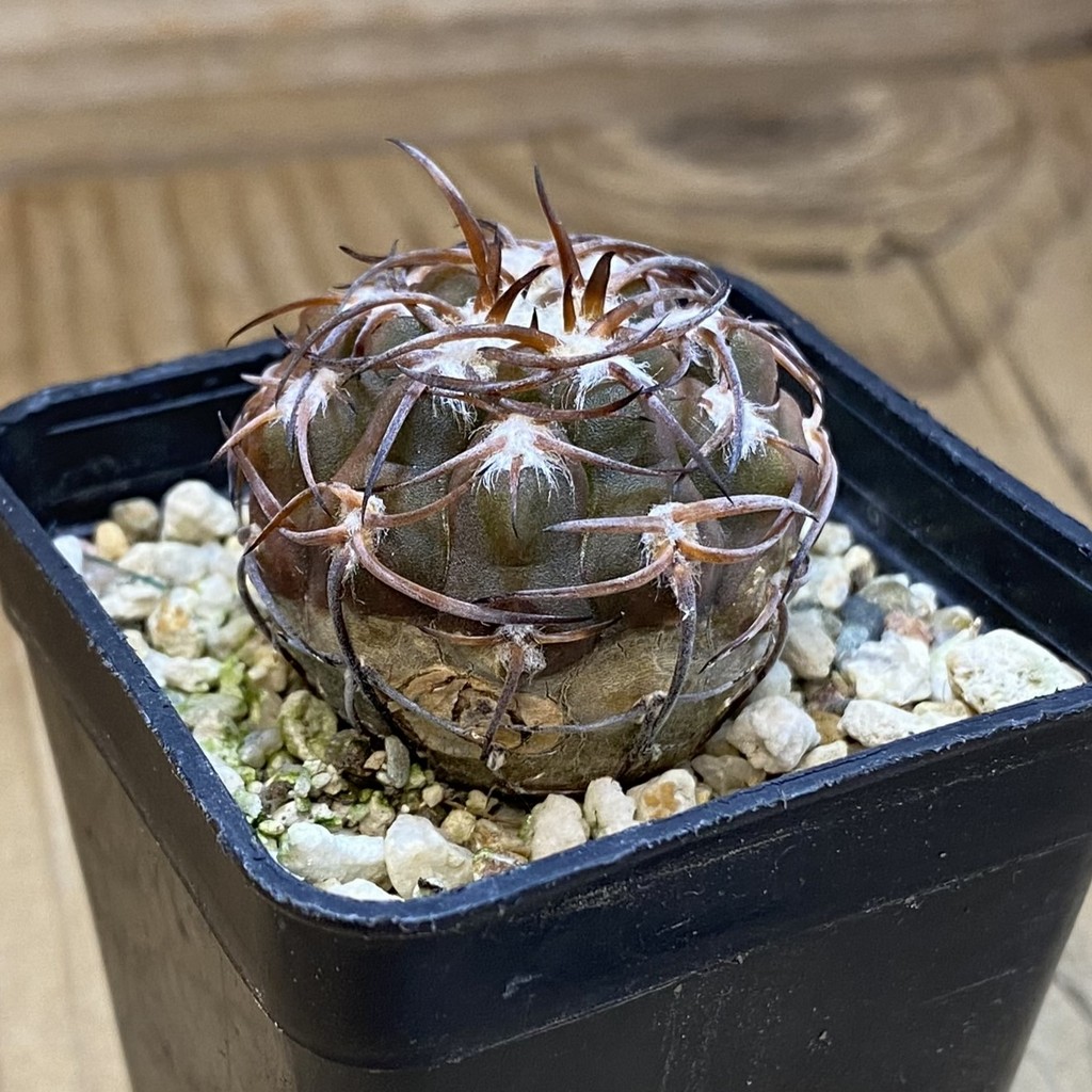 DP37351 Gymnocalycium spegazzinii v. punillense - Image 2