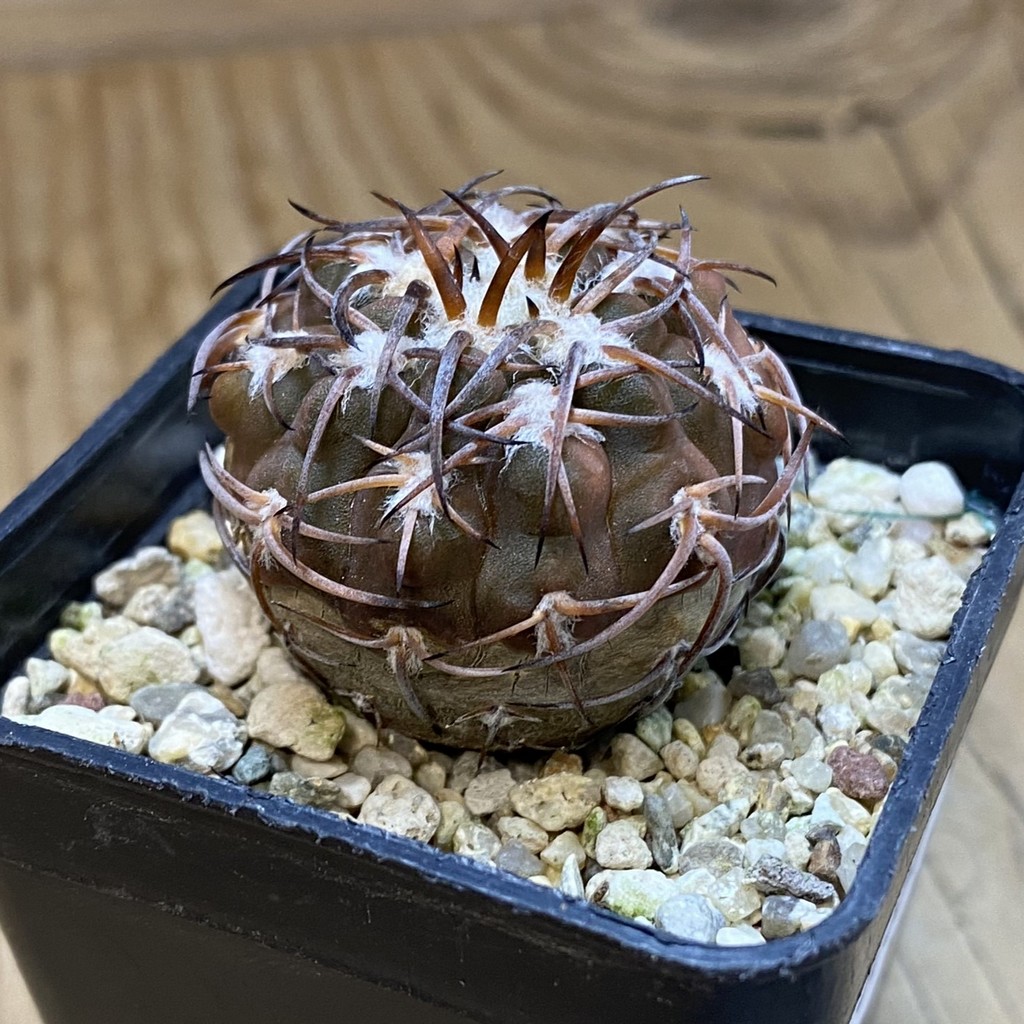 DP37351 Gymnocalycium spegazzinii v. punillense - Image 3