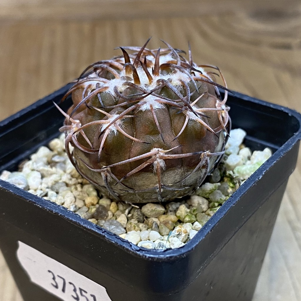 DP37351 Gymnocalycium spegazzinii v. punillense - Image 4