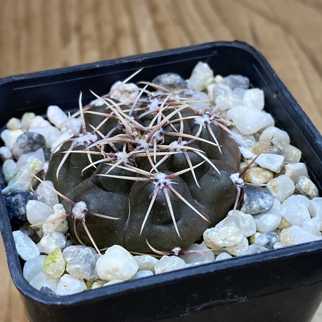 DP37340 Gymnocalycium taningaense VG 1260 - Image 2