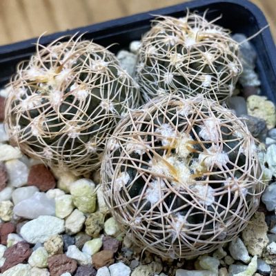 DP37352 Gymnocalycium bruchii