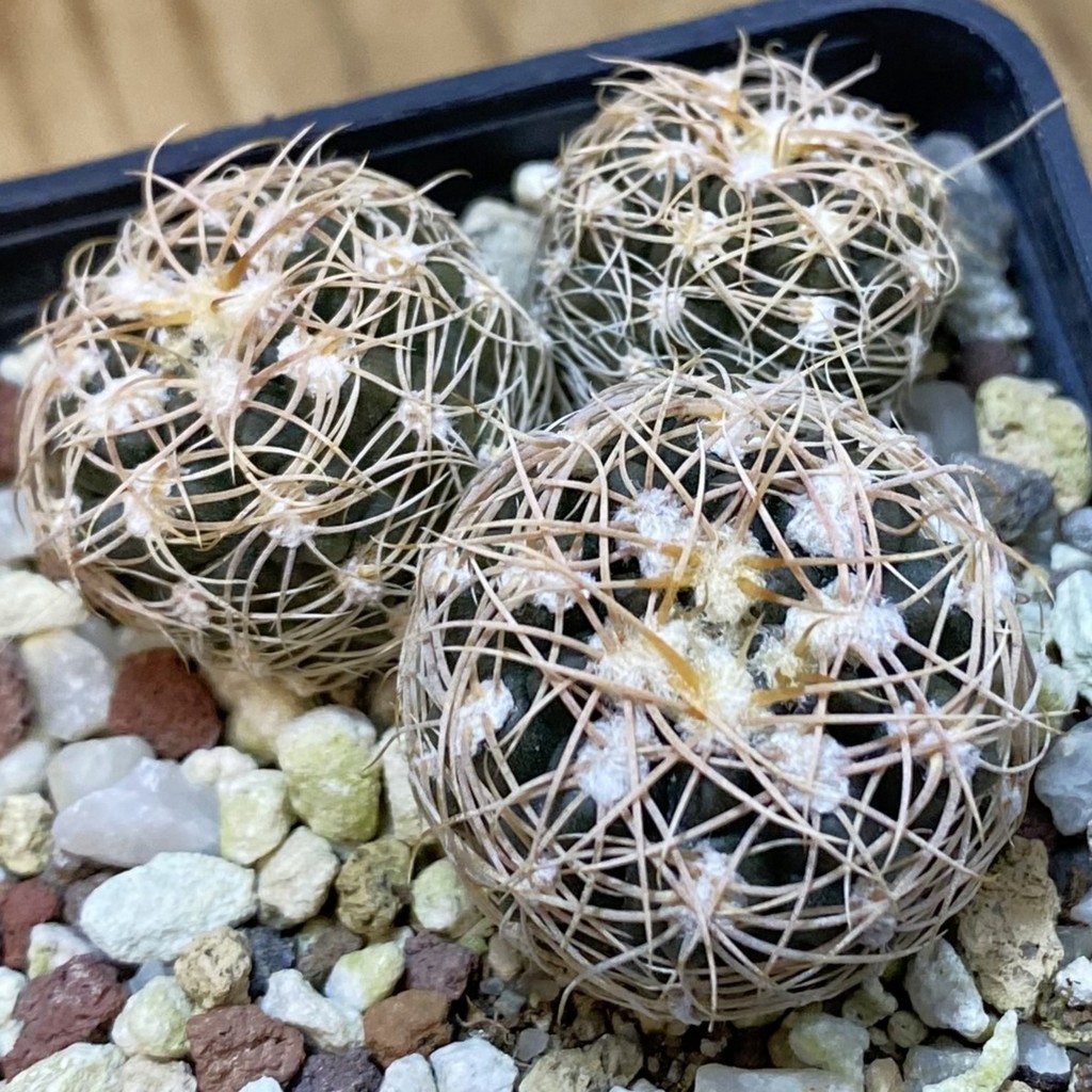 DP37352 Gymnocalycium bruchii
