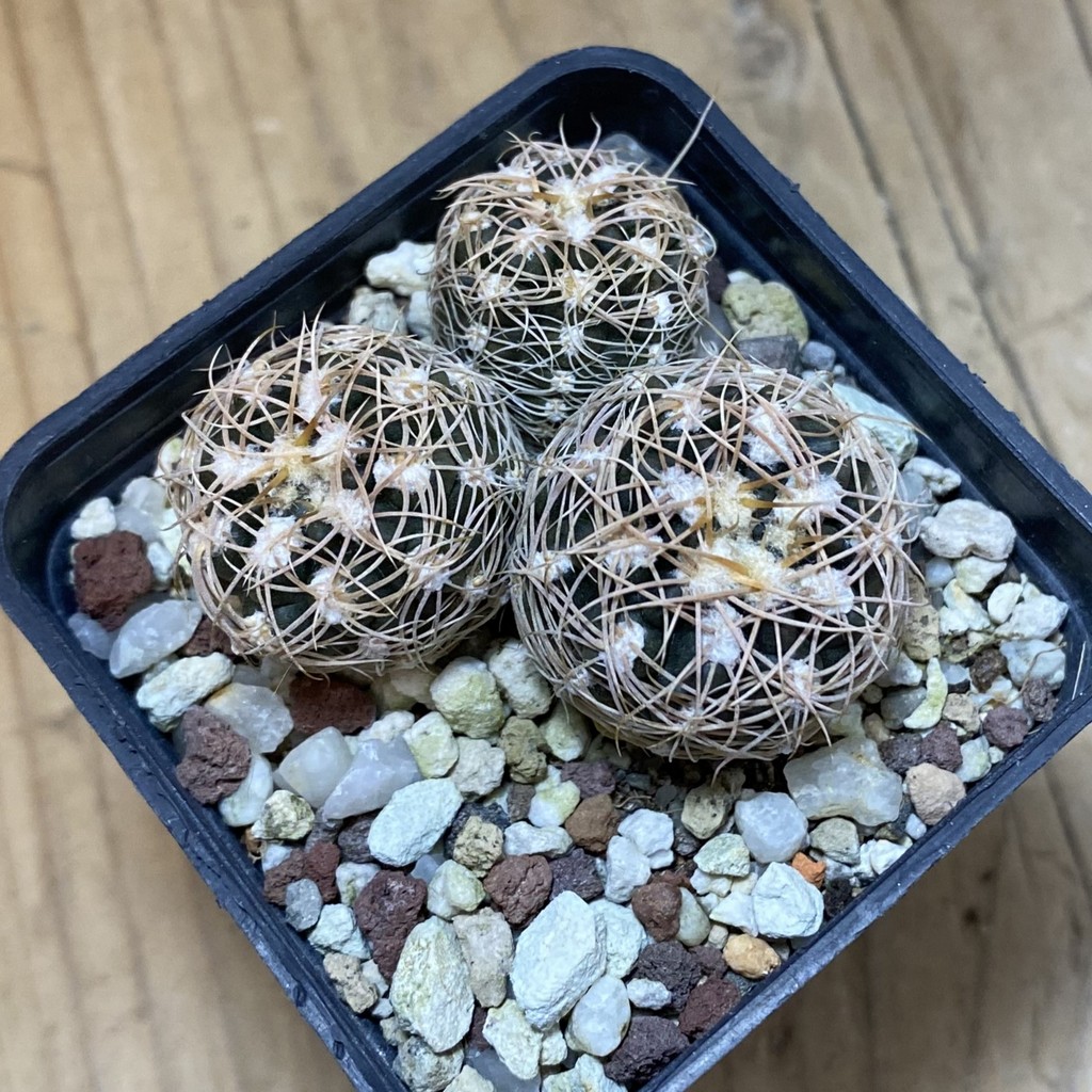 DP37352 Gymnocalycium bruchii - Image 2