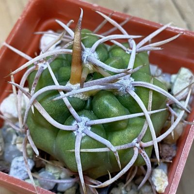 DP37353 Gymnocalycium multiflorum