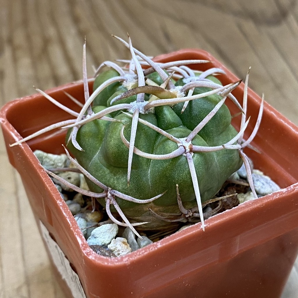 DP37353 Gymnocalycium multiflorum - Image 2