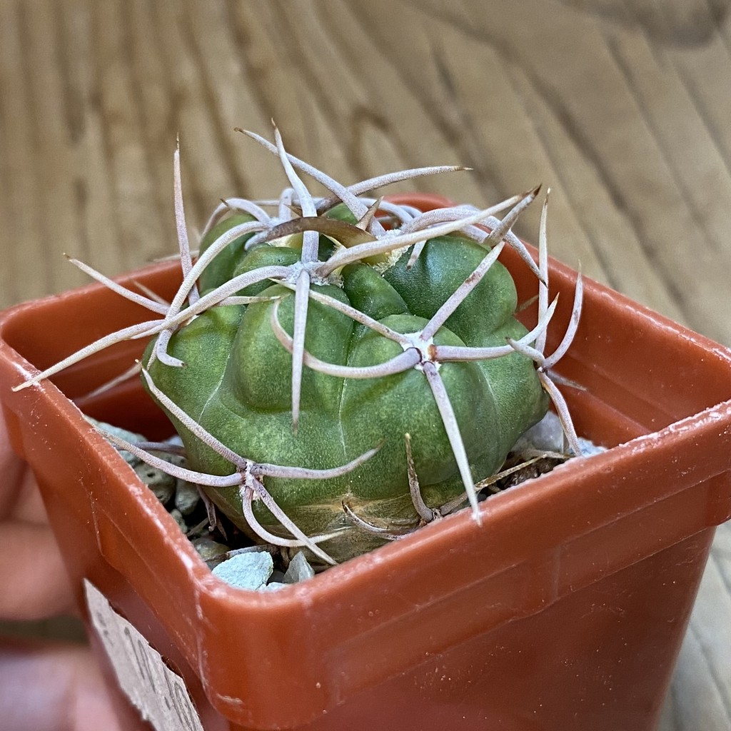 DP37353 Gymnocalycium multiflorum - Image 3