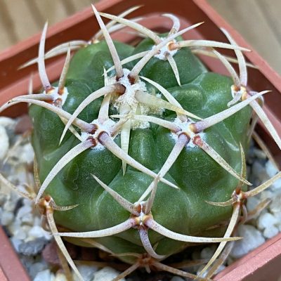 DP37354 Gymnocalycium multiflorum