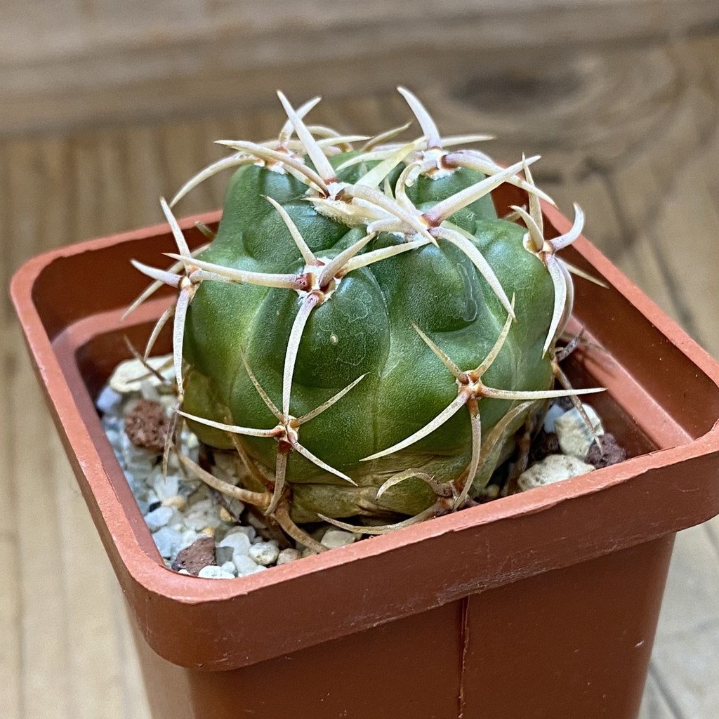 DP37354 Gymnocalycium multiflorum - Image 2