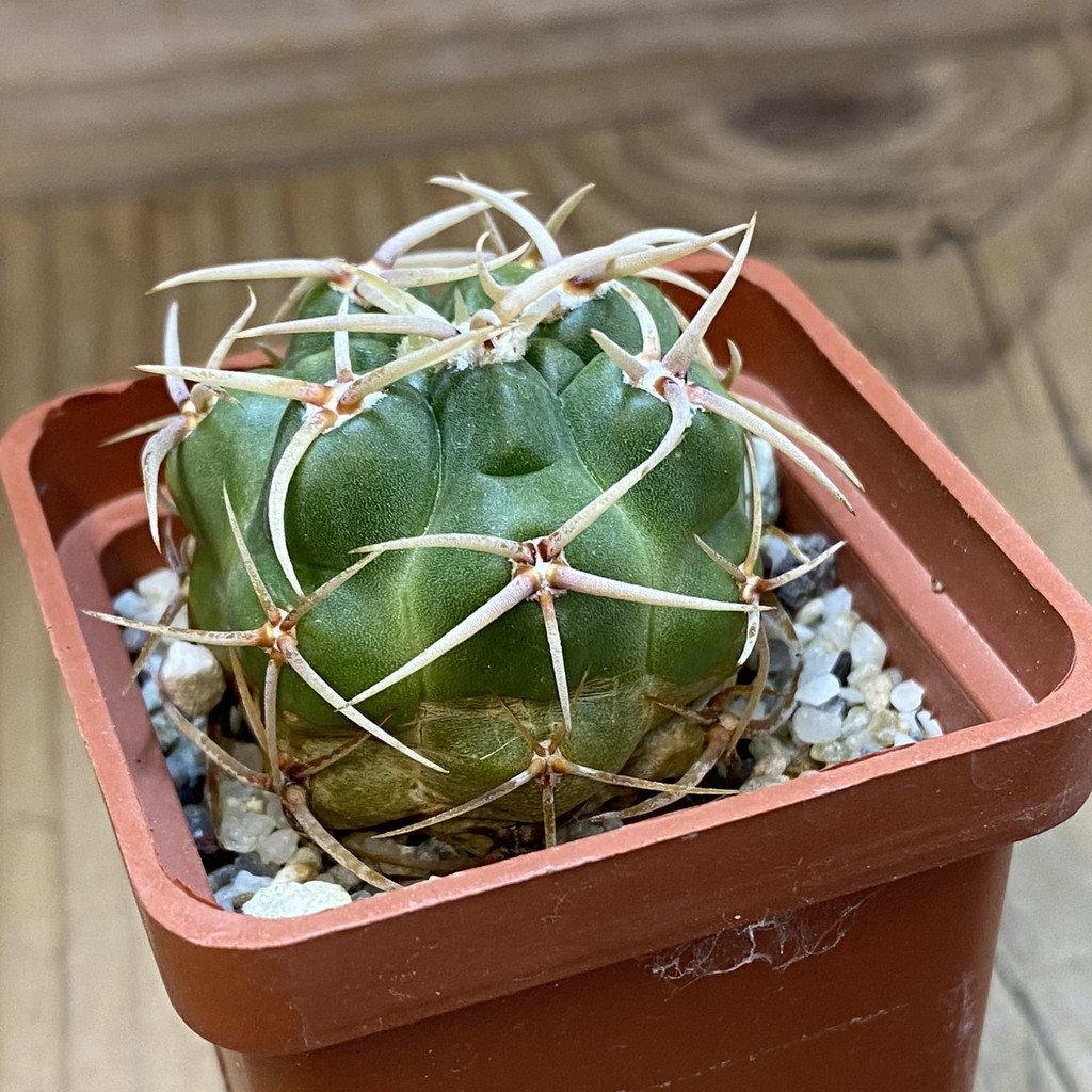 DP37354 Gymnocalycium multiflorum - Image 3