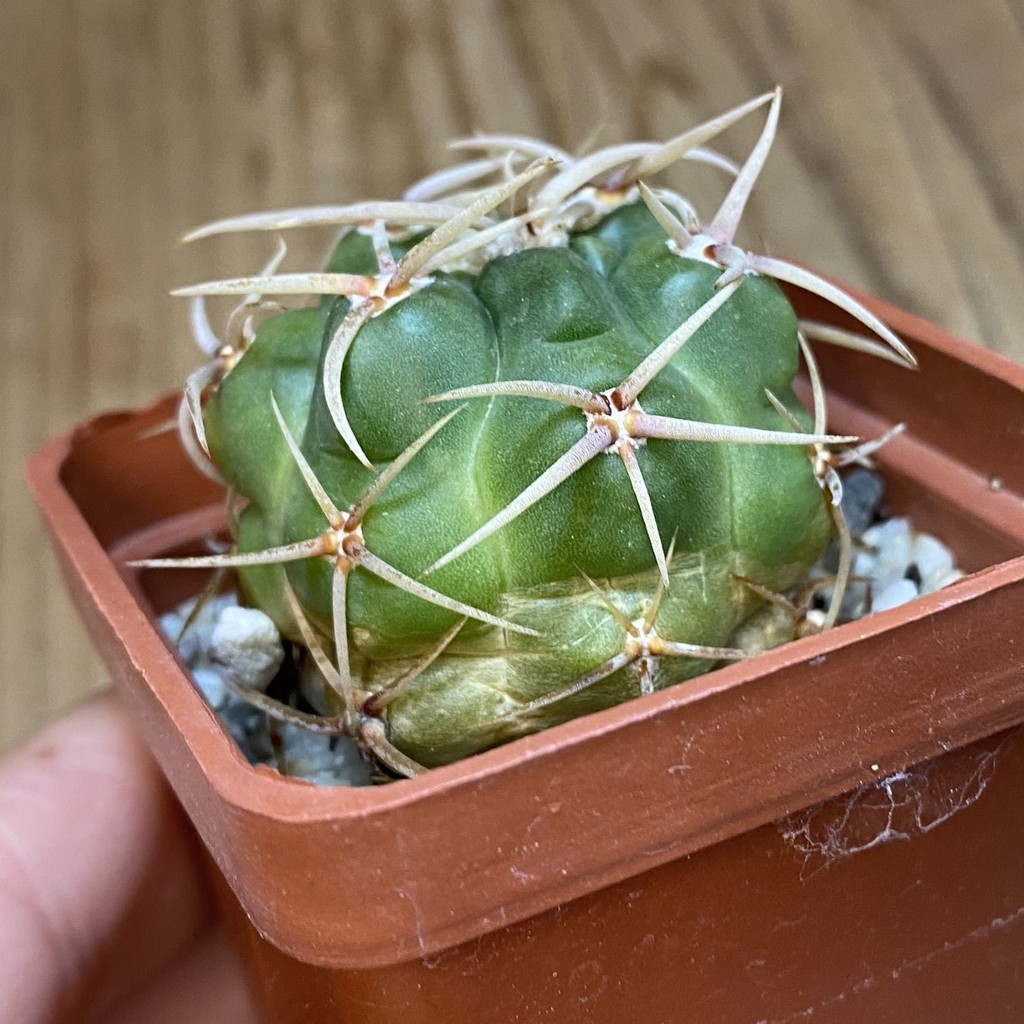 DP37354 Gymnocalycium multiflorum - Image 4