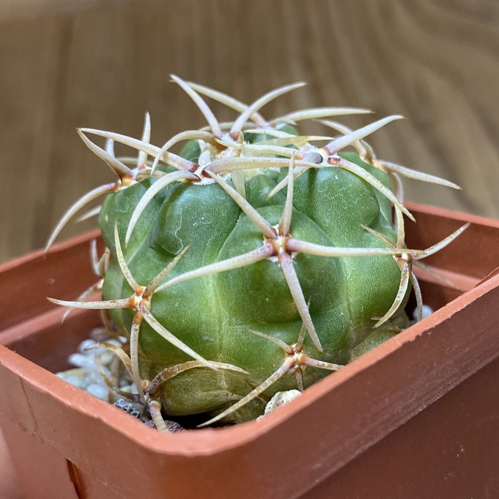 DP37354 Gymnocalycium multiflorum - Image 5