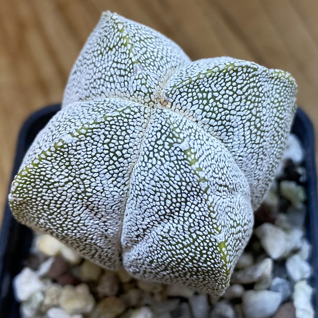 DP37355 Astrophytum myriostigma ‘Onzuka’ v. quadricostatum