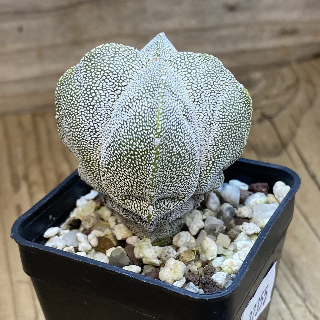 DP37355 Astrophytum myriostigma ‘Onzuka’ v. quadricostatum - Image 2