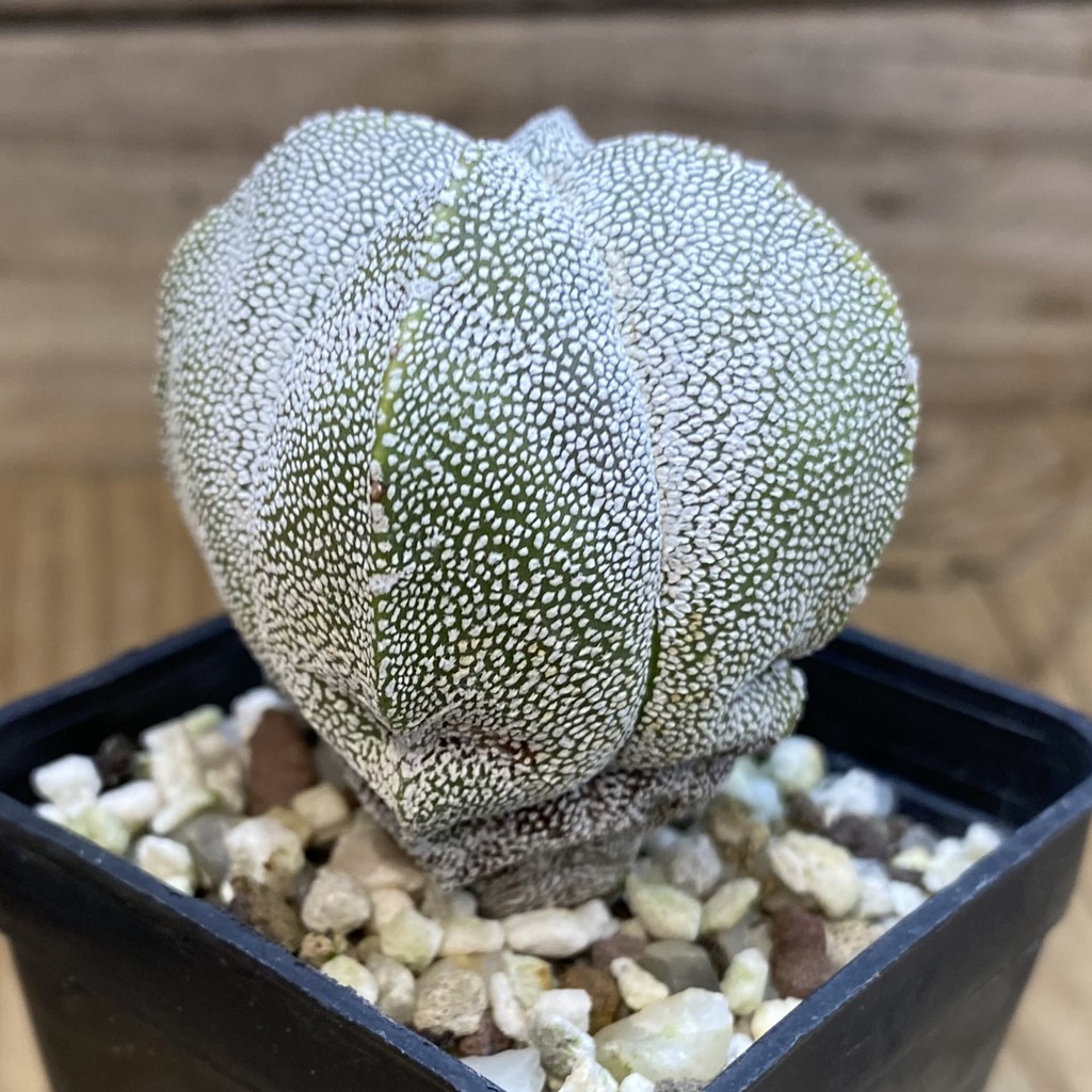 DP37355 Astrophytum myriostigma ‘Onzuka’ v. quadricostatum - Image 3