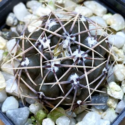DP37341 Gymnocalycium taningaense VG 1260