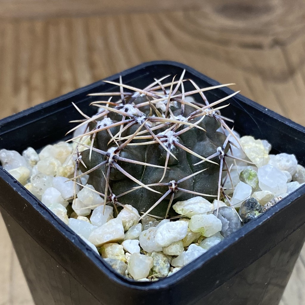 DP37341 Gymnocalycium taningaense VG 1260 - Image 2