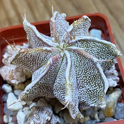 DP37359 Astrophytum ornatum hybrid