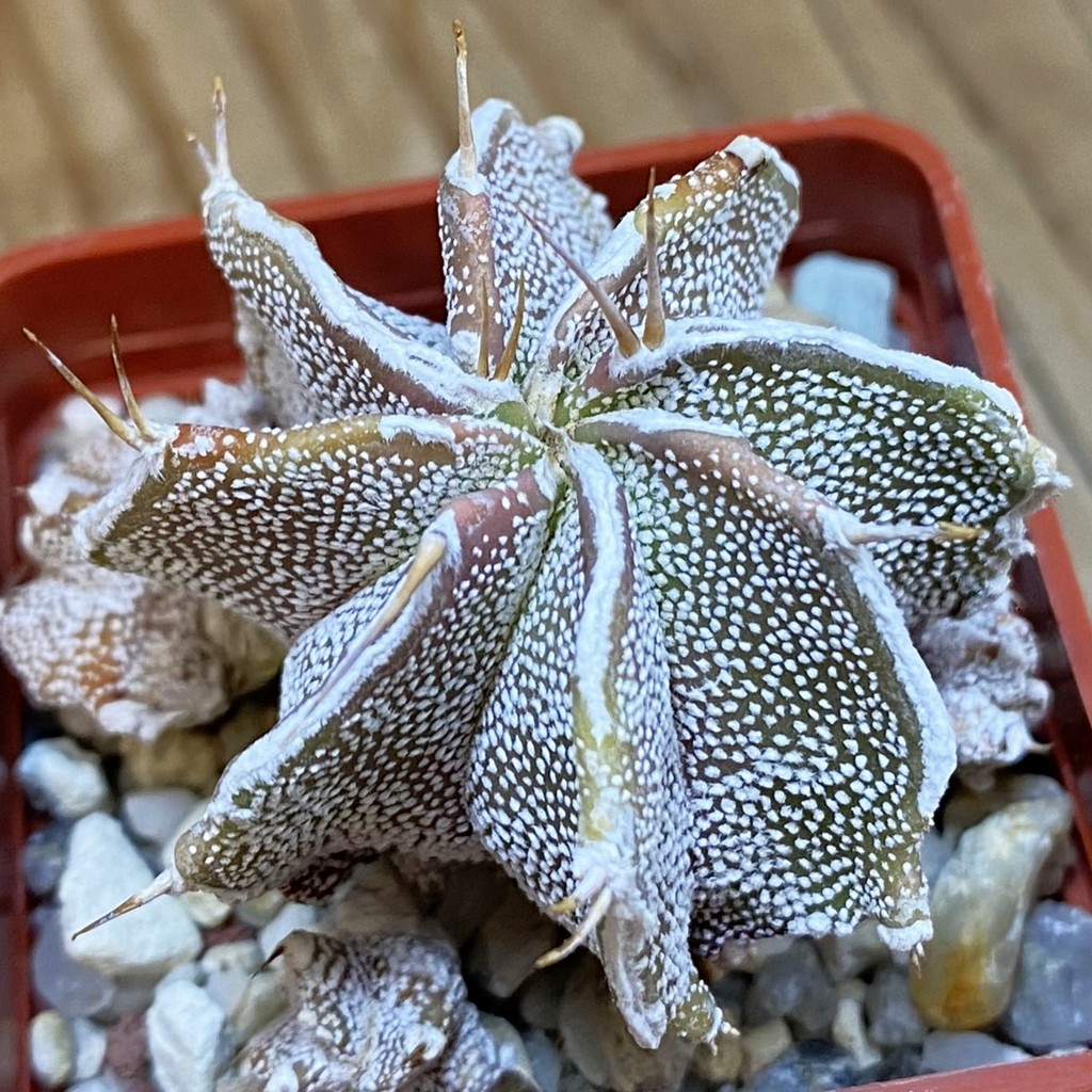 DP37359 Astrophytum ornatum hybrid