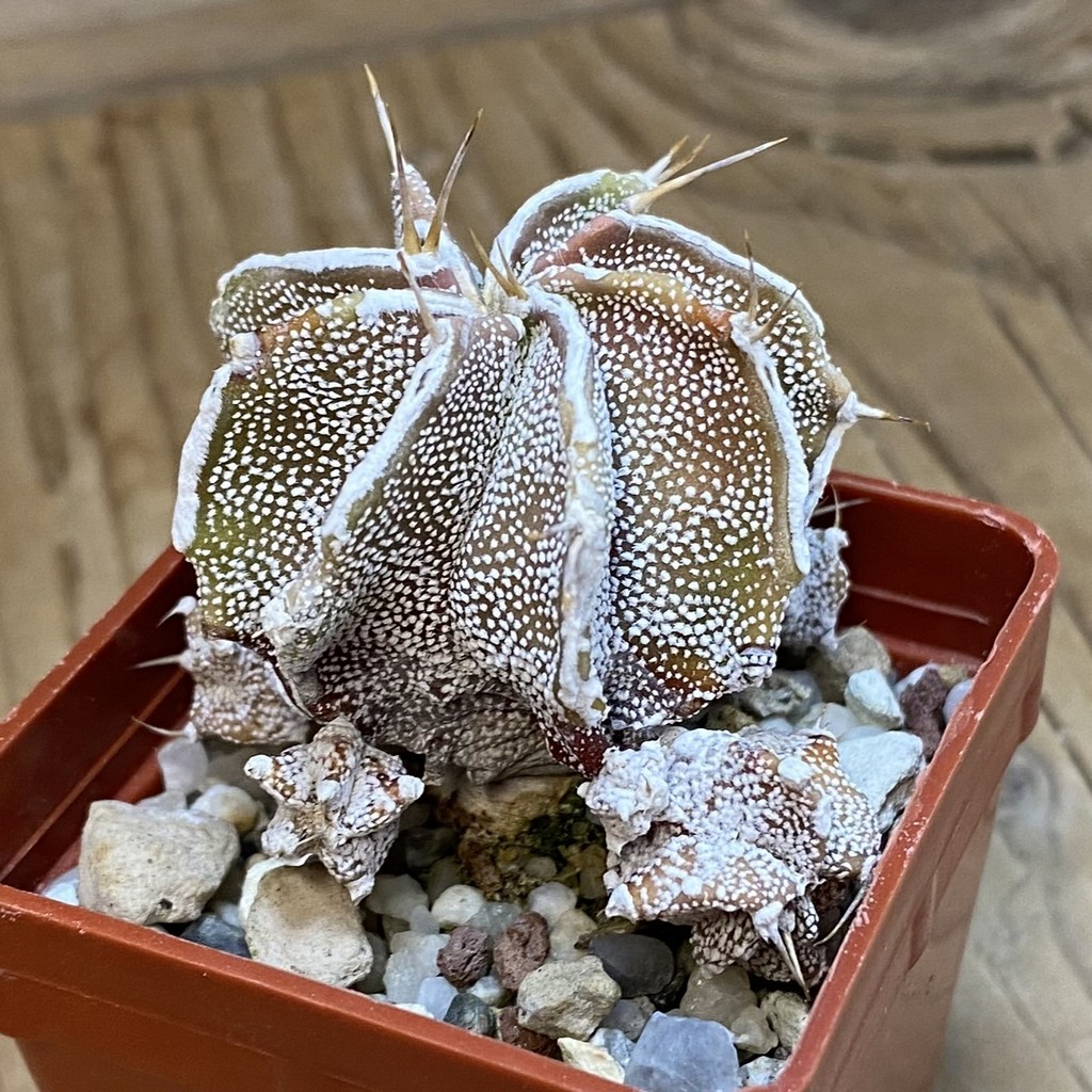 DP37359 Astrophytum ornatum hybrid - Image 2