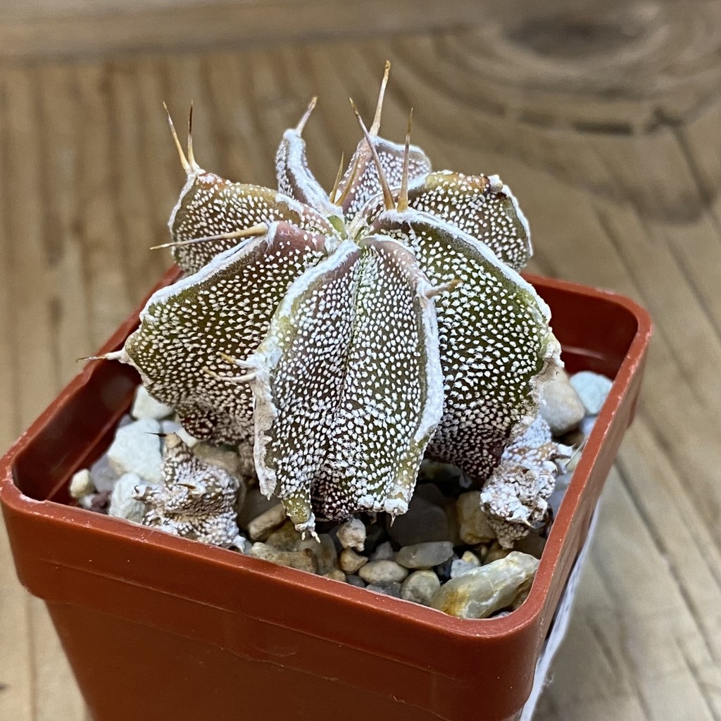 DP37359 Astrophytum ornatum hybrid - Image 3