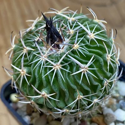 DP37361 Echinofossulocactus sp. CB 011075