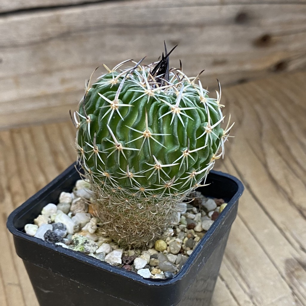 DP37361 Echinofossulocactus sp. CB 011075 - Image 2