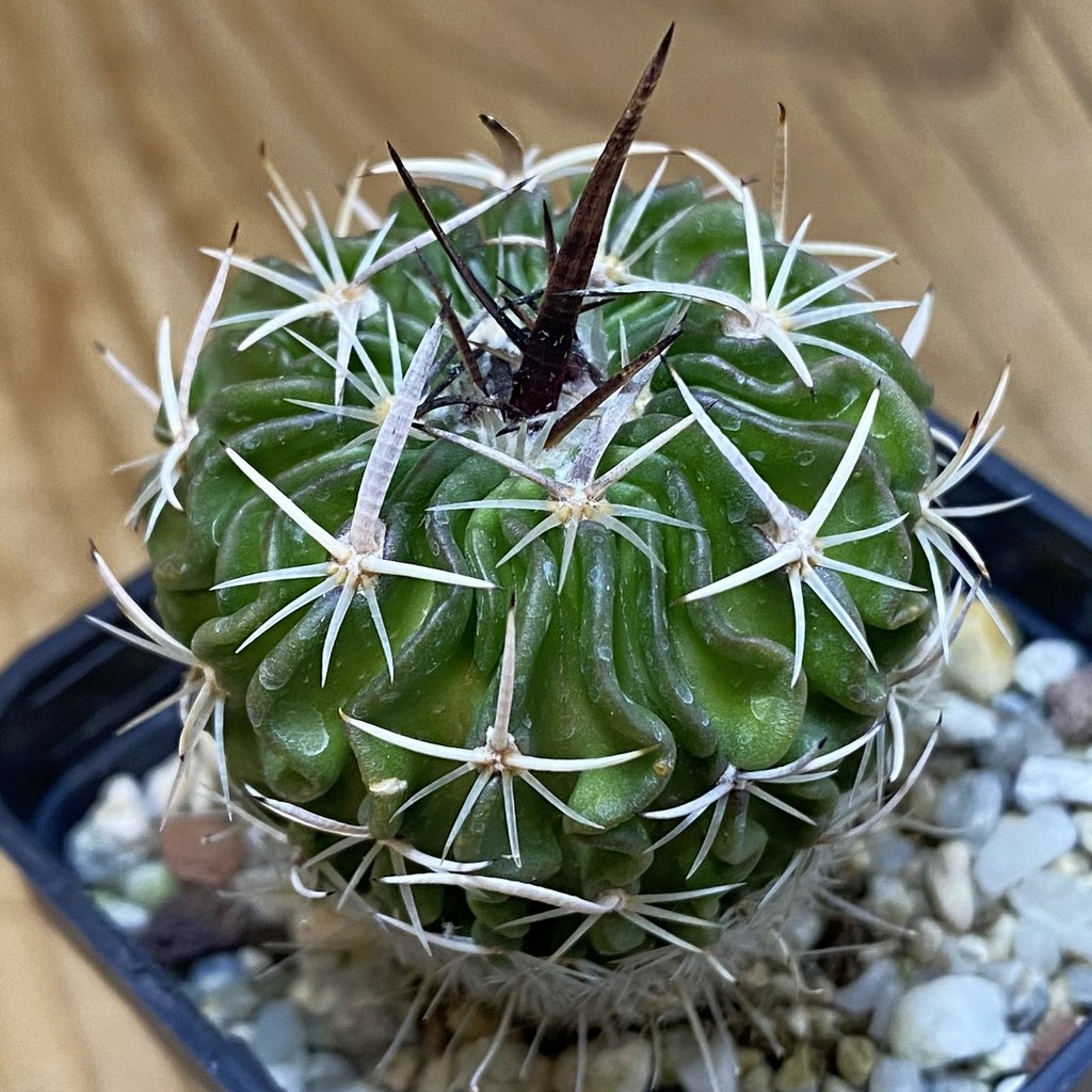 DP37362 Echinofossulocactus sp. CB 011075
