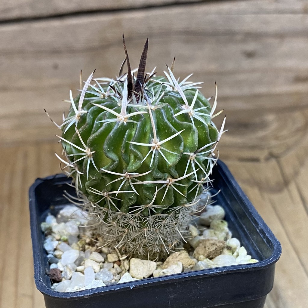 DP37362 Echinofossulocactus sp. CB 011075 - Image 2