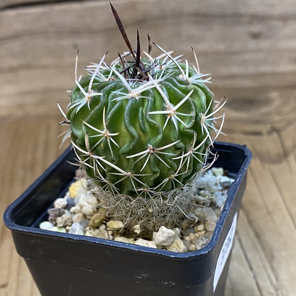 DP37362 Echinofossulocactus sp. CB 011075 - Image 3