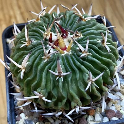 SH37447 Echinofossulocactus phyllacanthus
