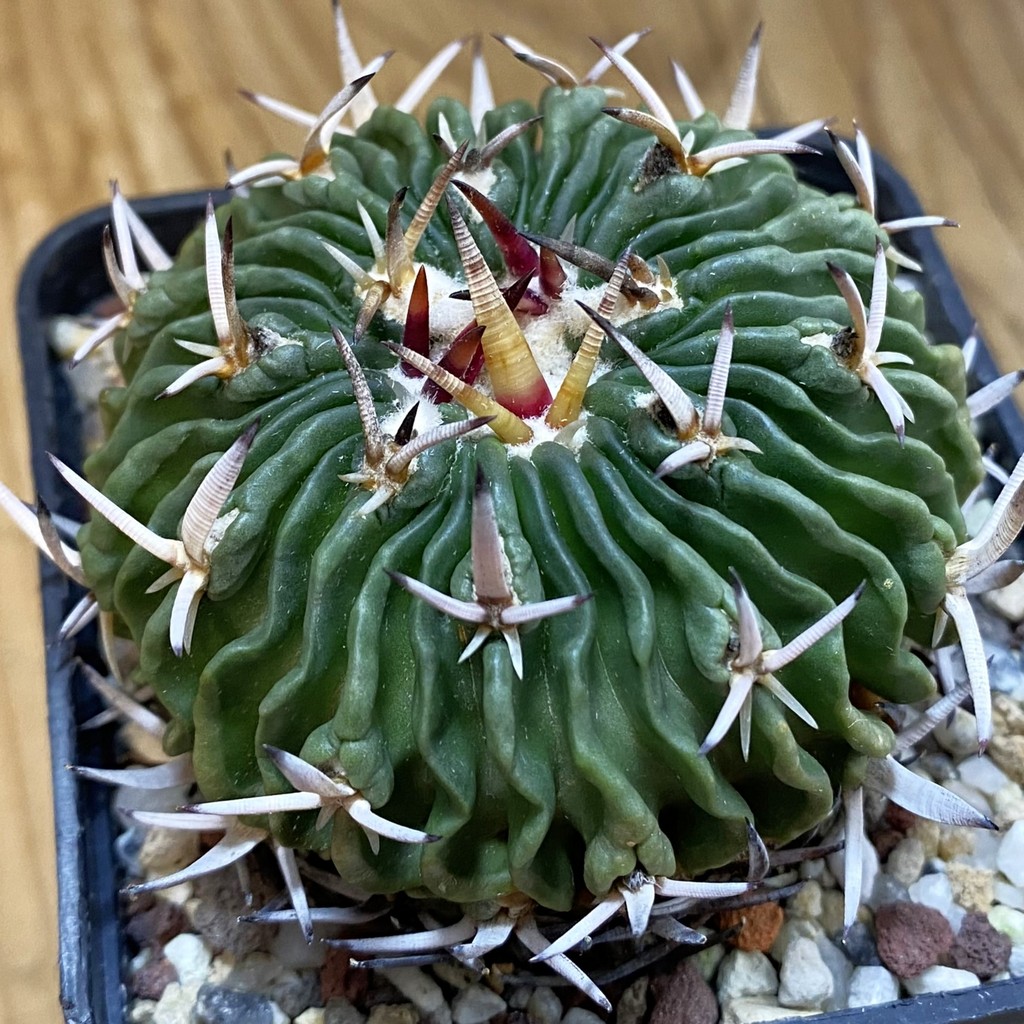 SH37447 Echinofossulocactus phyllacanthus