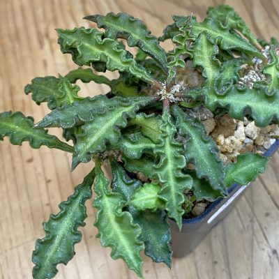 SH37476 Euphorbia decaryi v. spirosticha