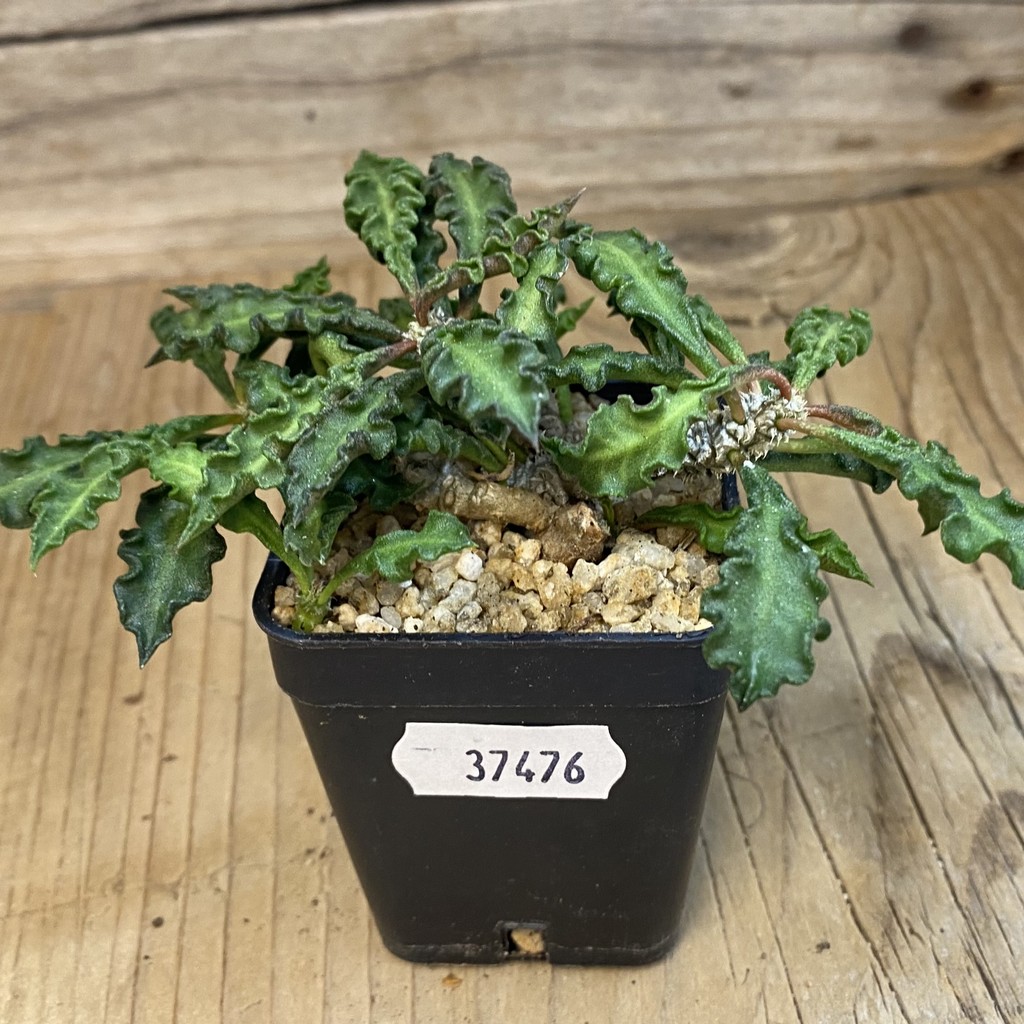 SH37476 Euphorbia decaryi v. spirosticha - Image 2