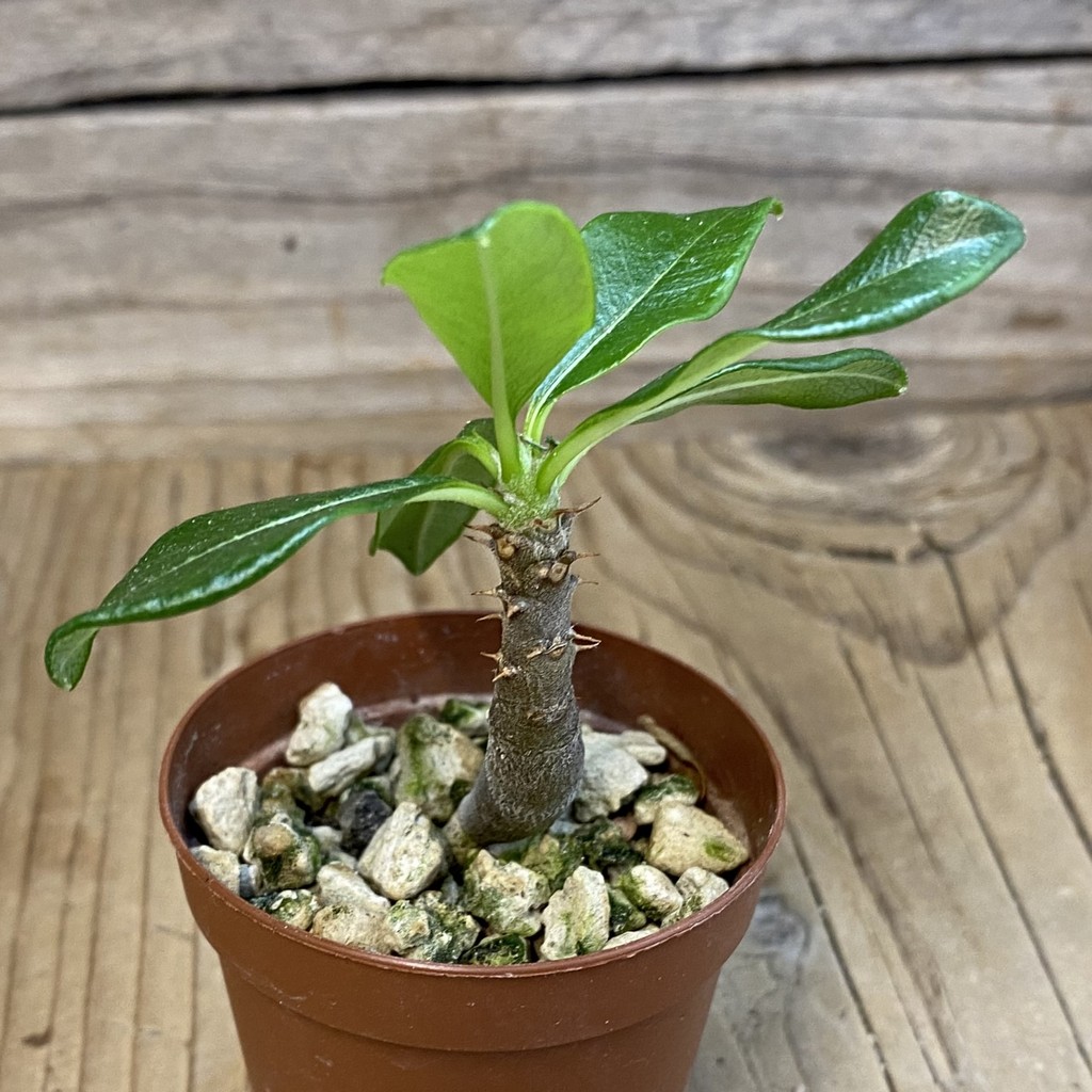 SH37477 Pachypodium baronii v. windsorii - Image 2