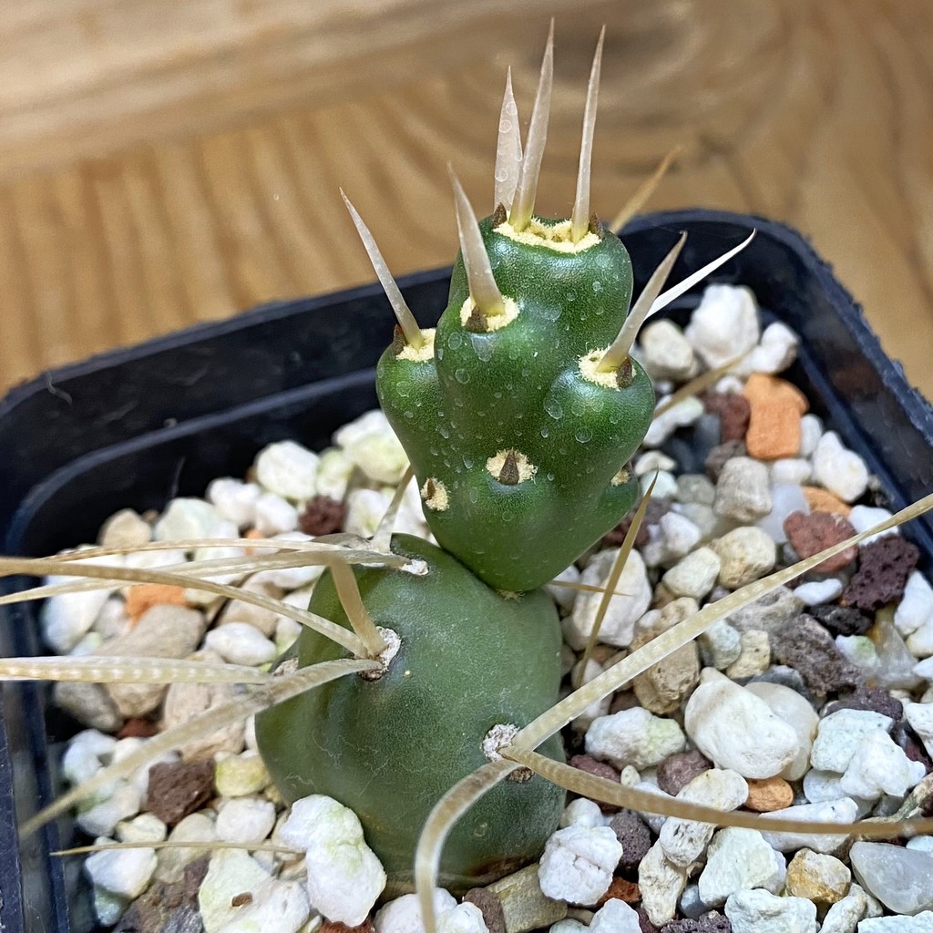 SH37479 Maihueniopsis platyacantha