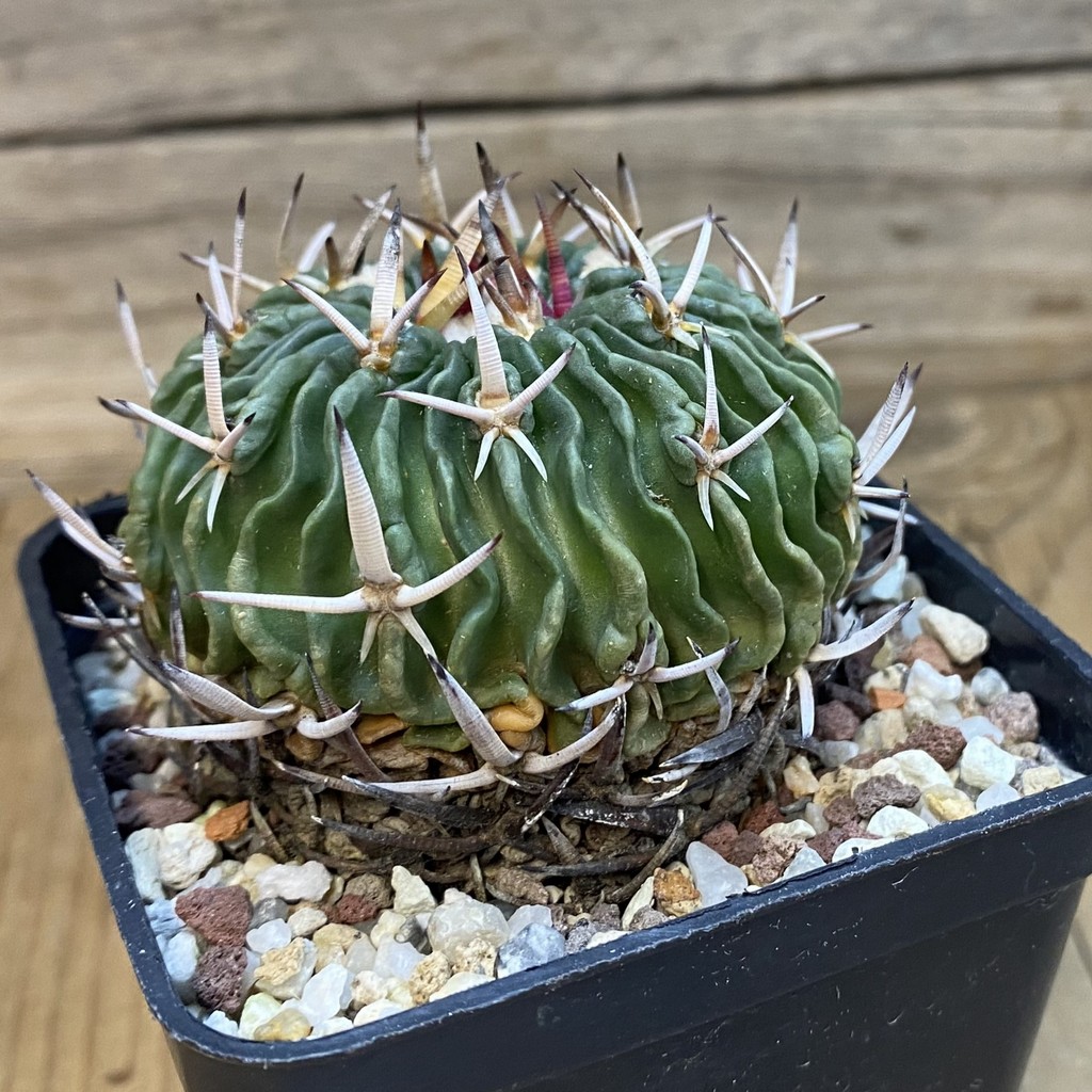 SH37447 Echinofossulocactus phyllacanthus - Image 2