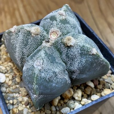 SH37480 Astrophytum myriostigma v. quadricostatum