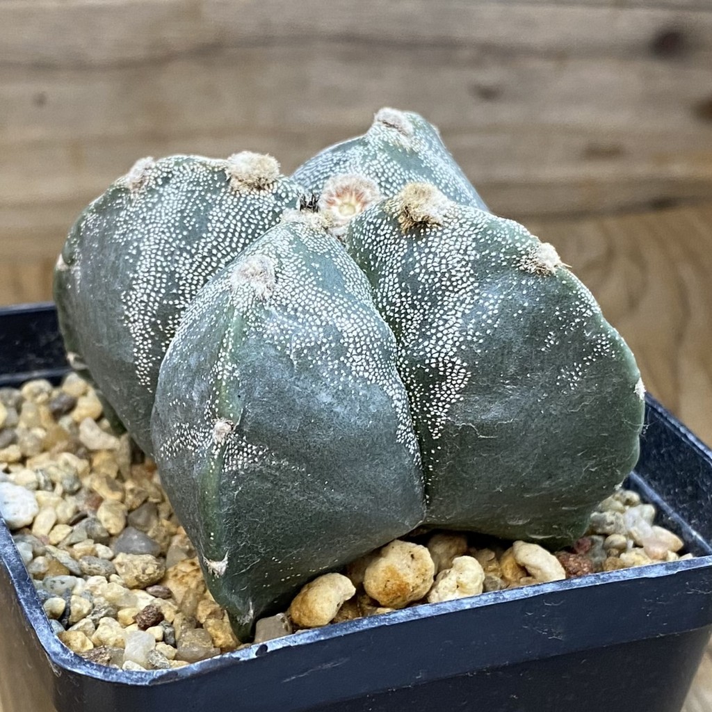 SH37480 Astrophytum myriostigma v. quadricostatum - Image 2