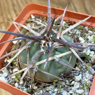 SH37481 Gymnocalycium armatum, 6 years old