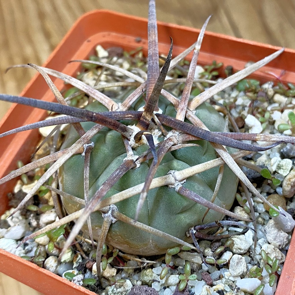 SH37481 Gymnocalycium armatum, 6 years old