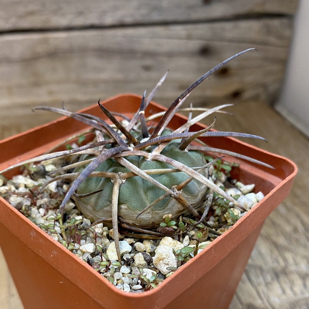 SH37481 Gymnocalycium armatum, 6 years old - Image 2