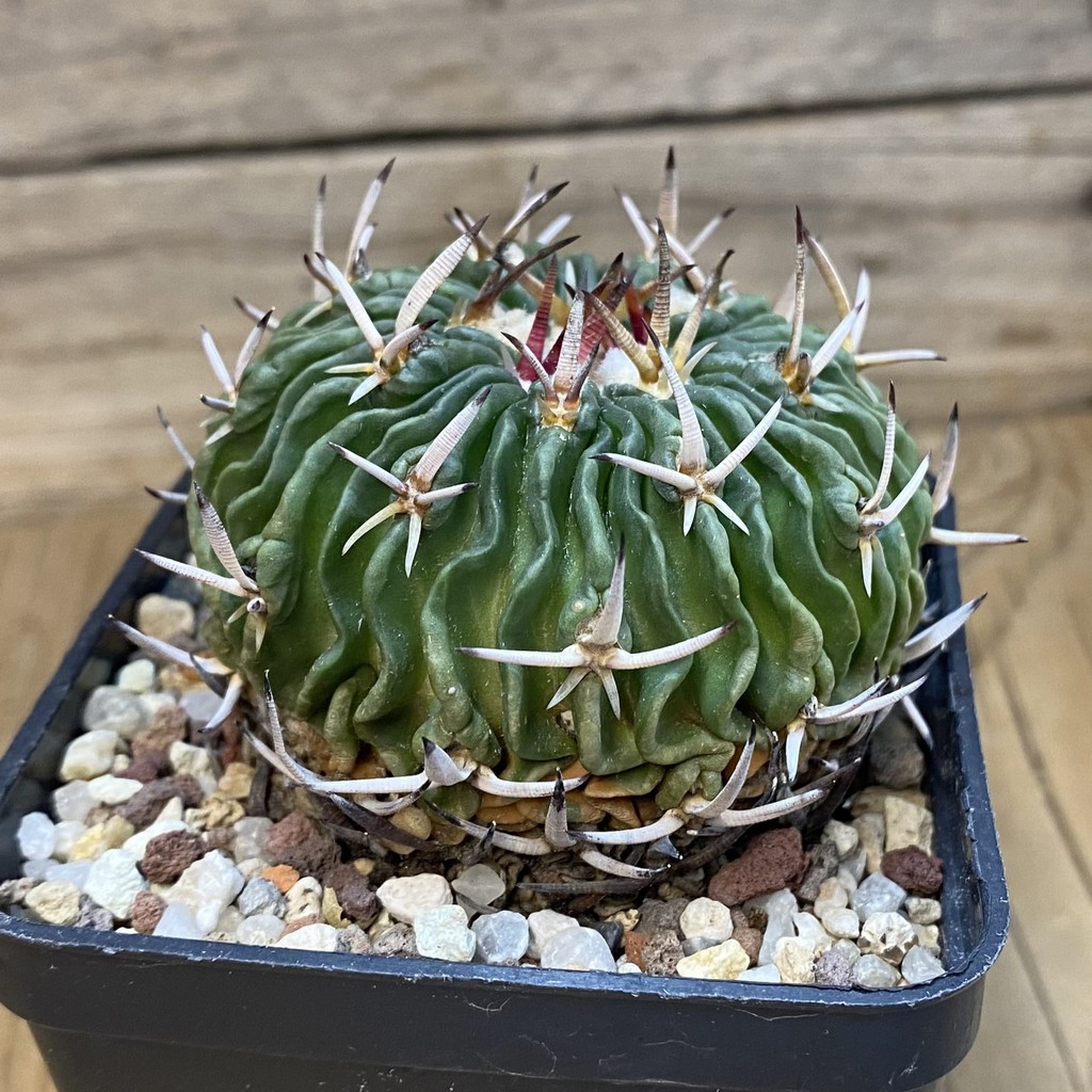 SH37447 Echinofossulocactus phyllacanthus - Image 3