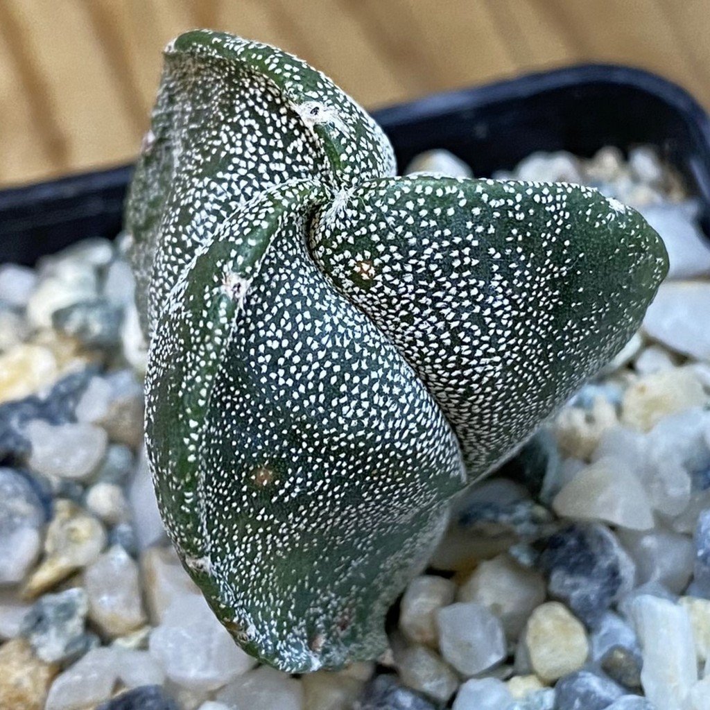 SH37485 Astrophytum myriostigma v. tricostatum
